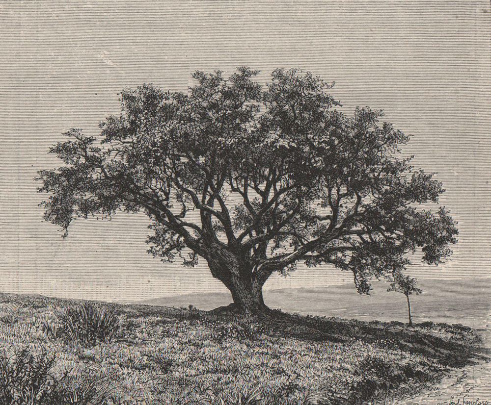Cork-Tree of Fernana, Jendouba, Tunisia 1885 old antique vintage print picture